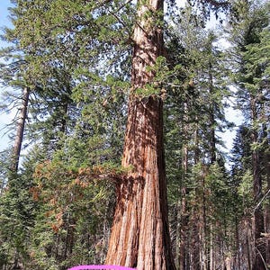 Könnte beinhalten: Ein riesiger Redwood-Baum mit einem massiven, strukturierten, rotbraunen Stamm. Der obere Teil des Baumes ist mit grünem Laub gefüllt. Eine Person steht am Fuß und streckt die Arme aus, um die enorme Größe des Baumes hervorzuheben. Die Szene spielt in einem Wald.
