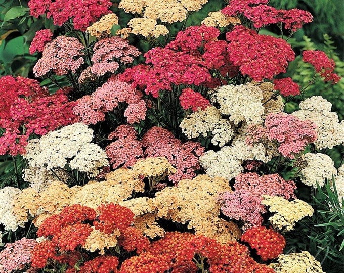 500 Seeds Seeds Thymus pulegioides