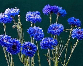1000 Dwarf Blue BACHELORS BUTTON CORNFLOWER Centaurea Cyanus Flower Seeds