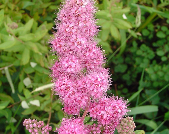 50 ROSE DOUGLAS SPIRAEA Pink Hardhack Steeple Bush Douglasii Flower Shrub Seeds