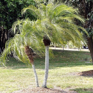 best room palm Dwarf date palm 10 seeds Palm Seeds Liveseeds
