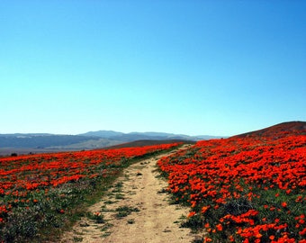 1500 MIKADO POPPY Red Orange California Poppy Flower Eschscholzia Californica Seeds