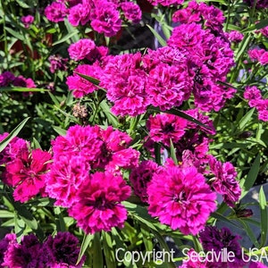 50 MAGENTA CARNATION Dianthus Caryophyllus Chabaud Flower Seeds *Comb S/H