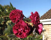 5 BURGUNDY CLIMBING ROSE Red Rosa Bush Vine Climber Fragrant Flower Seeds