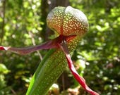 10 CARNIVOROUS COBRA LILY ( California Pitcher Plant ) Darlingtonia Californica Flower Seeds
