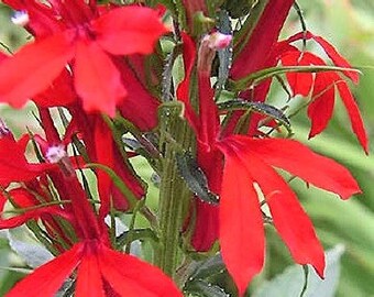cardinal flower etsy