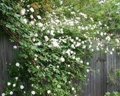 5 WHITE CLIMBING ROSE Rosa Bush Vine Climber Fragrant Butterfly Flower Seeds