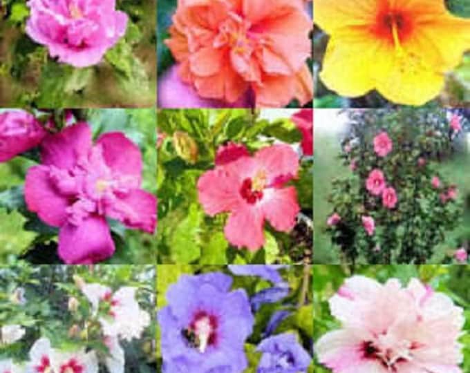 50 Mixed Colors Rose Of Sharon Hibiscus Syriacus Flower Tree Bush Seeds Mix