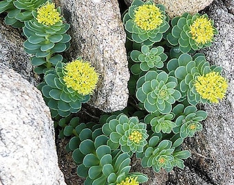 Euphorbia Seeds Blue Haze 25 Seeds Sedum Seeds Perennial Euphorbia Seeds Blue Haze 25 Seeds Sedum Seeds Perennial