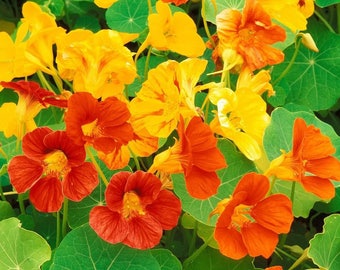 50 Nasturtium Trailing Mix Seeds Non-GMO Free Shipping