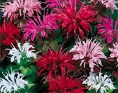 25 BEE BALM MIX Lemon Hummingbird Mint Monarda Didyma Mixed Colors Flower Seeds