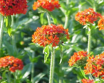 Maltais Cross Lychnis Chalcedonica 100 graines