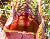 10 Carnivorous PURPLE PITCHER PLANT ( Turkish Red Northern ) Sarracenia Purpurea Flower Seeds