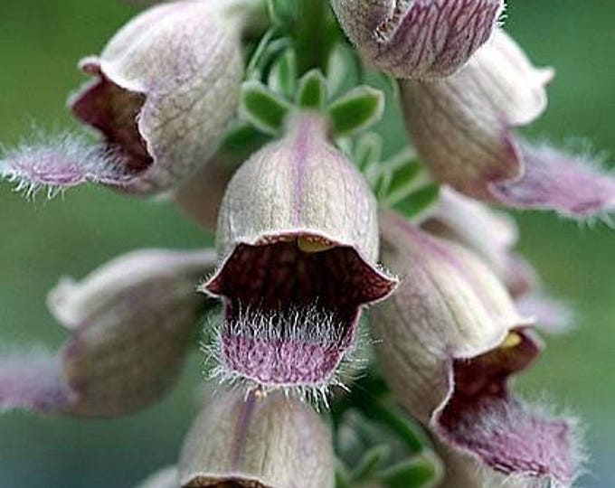 seeds Spanish Foxglove 50 seeds Digitalis parviflora Milk Chocolate