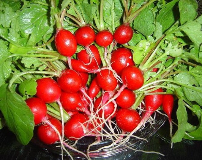 500 SPARKLER WHITE TIP RADISH Sweet European Red Raphanus Sativus Vegetable Seed
