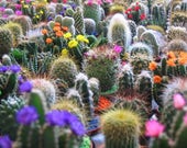 50 CACTUS MIX 39 Finest Mixed 39 Succulent Flower Plant Seeds
