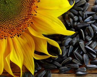 100+ Sunflower Seeds Birds Love Them Black Oil Seeds Heirloom Sunflower Seeds