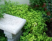 1500 LEMON BALM Melissa Officinalis Lemonbalm Fragrant Herb Flower Seeds Flat Shipping