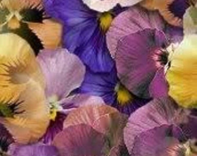 1000 Bulk Mixed Swiss Giant Pansy Seeds Viola wittrockiana Heirloom 2.83 grams