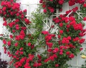 5 RED CLIMBING ROSE Rosa Bush Vine Climber Fragrant Butterfly Flower Seeds