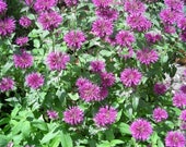 2000 BEE BALM Lemon MINT Monarda Citriodora Herb Flower Seeds