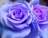 5 BLUE CLIMBING ROSE Rosa Bush Vine Climber Fragrant Butterfly Flower Seeds