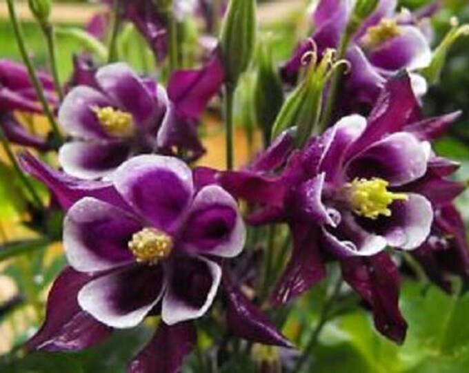 Columbine Doppia MixAquilegia vulgaris 100 semi Columbine Doppia MixAquilegia vulgaris 100 semi