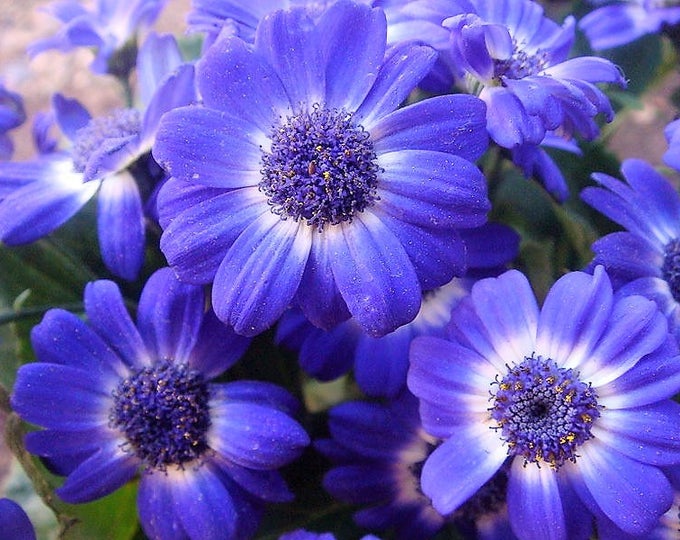 Brachycome 250 Seeds Blue Star