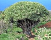 10 DRAGON TREE Dracaena Draco Canary Island Drago Blood Asparagus Yucca Evergreen Succulent Houseplant Orange Berry White Flower Seeds Gift