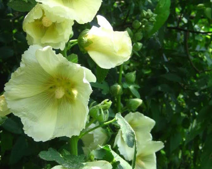 200 White GLADE MALLOW Napaea Flower Seeds *Comb S//H