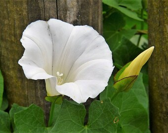 Ipomea Alba Moon Vine seed only 75 cents Shipping on single or multiple items!!