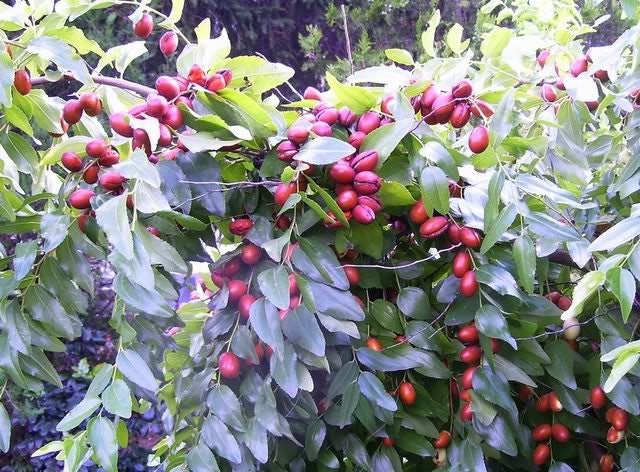 Red Chinese Date Tree Edible Fruit Jujube Ziziphus Jujuba Etsy Ireland