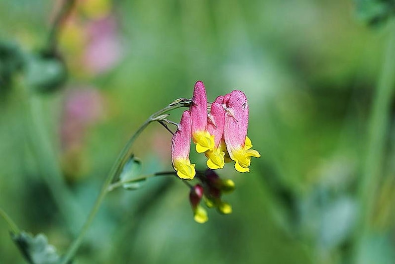 50 ROCK HARLEQUIN Pink & Yellow Corydalis Sempervirens Flower Seeds image 5