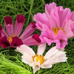 200 COSMOS SEA SHELLS Cosmos Bipinnatus Seashells Flower Seeds