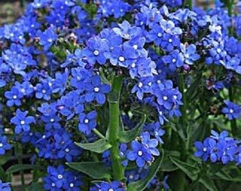 100 BLUE ITALIAN ALKANET Anchusa Capensis Flower Seeds