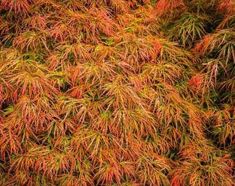 10 TRUIENDE LACELEAF ESSEN Japanse Acer Palmatum Dissectum groen geel rood boomzaden