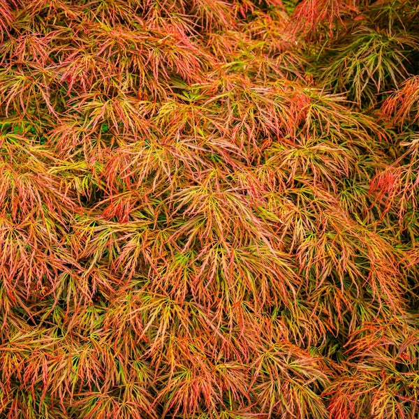 10 WEEPING LACELEAF MAPLE Japanese Acer Palmatum Dissectum Green Yellow Red Tree Seeds