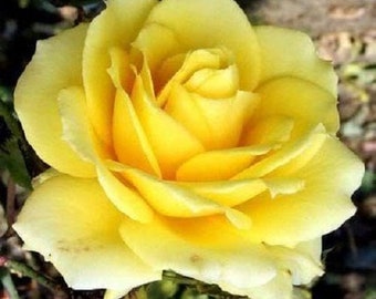 5 YELLOW ROSE Rosa Bush Shrub Perennial Flower Seeds