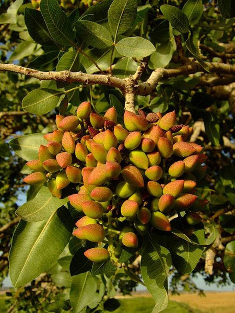Pistaziennuss 50 Samen Pistacia vera Pistazie Pistaziennuss 50 Samen Pistacia vera Pistazie