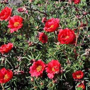 100 Red PORTULACA Grandiflora / MOSS ROSE Succulent Flower Seeds *Flat Shipping