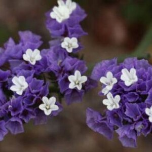 50 Pacific Mix STATICE SINUATA Mixed Colors Sea Lavender Limonium Latifolia Flower Seeds image 3