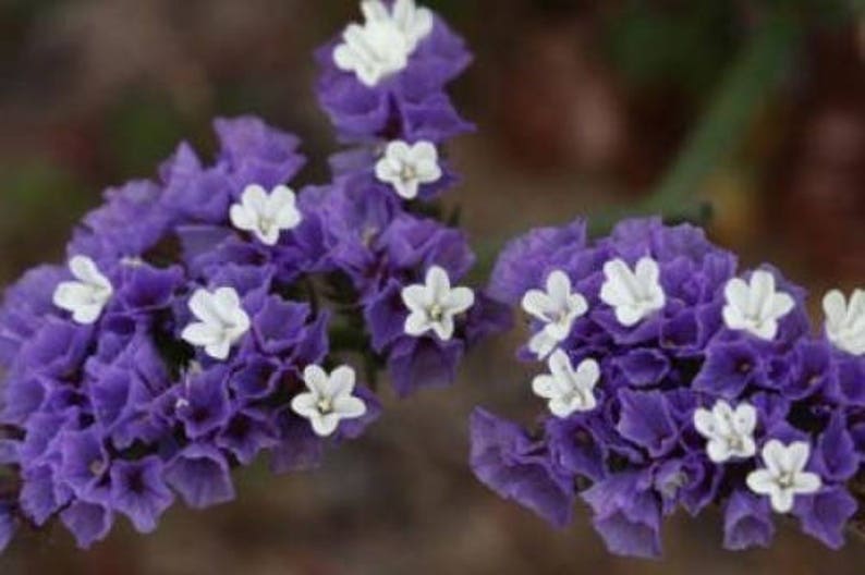 50 Pacific Mix STATICE SINUATA Mixed Colors Sea Lavender Limonium Latifolia Flower Seeds image 3