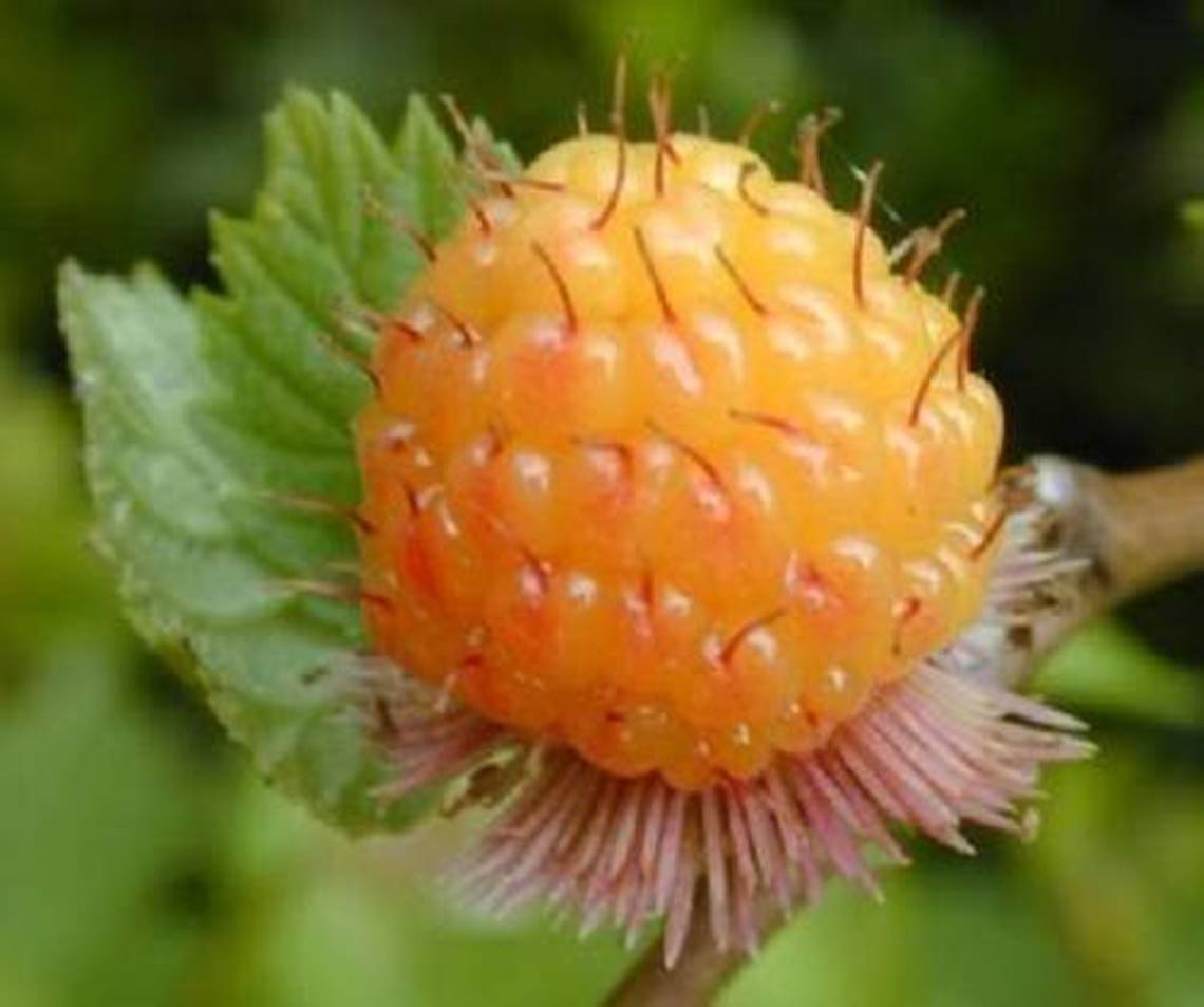 20 SALMONBERRY RUSSIAN RASPBERRY Rubus Spectabilis Fruit Seeds Etsy