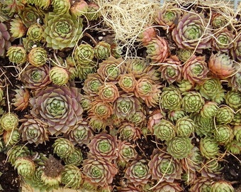 25 MIXED HENS & CHICKS Chickens Succulent (Live Forever) Sempervivum Flower Seeds