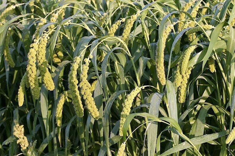 50 LIMELIGHT SPRAY MILLET Light Lime Green Flower Setaria Etsy