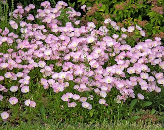 1000 Showy PINK EVENING PRIMROSE (Pink Ladies / Mexican Evening) Oenothera Speciosa Flower Seeds