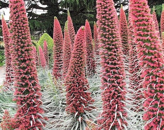 25 TURM VON JUWEL Rot Bugloss Echium Wildpretii Rubin Kolibri Blumensamen * Flat Versand