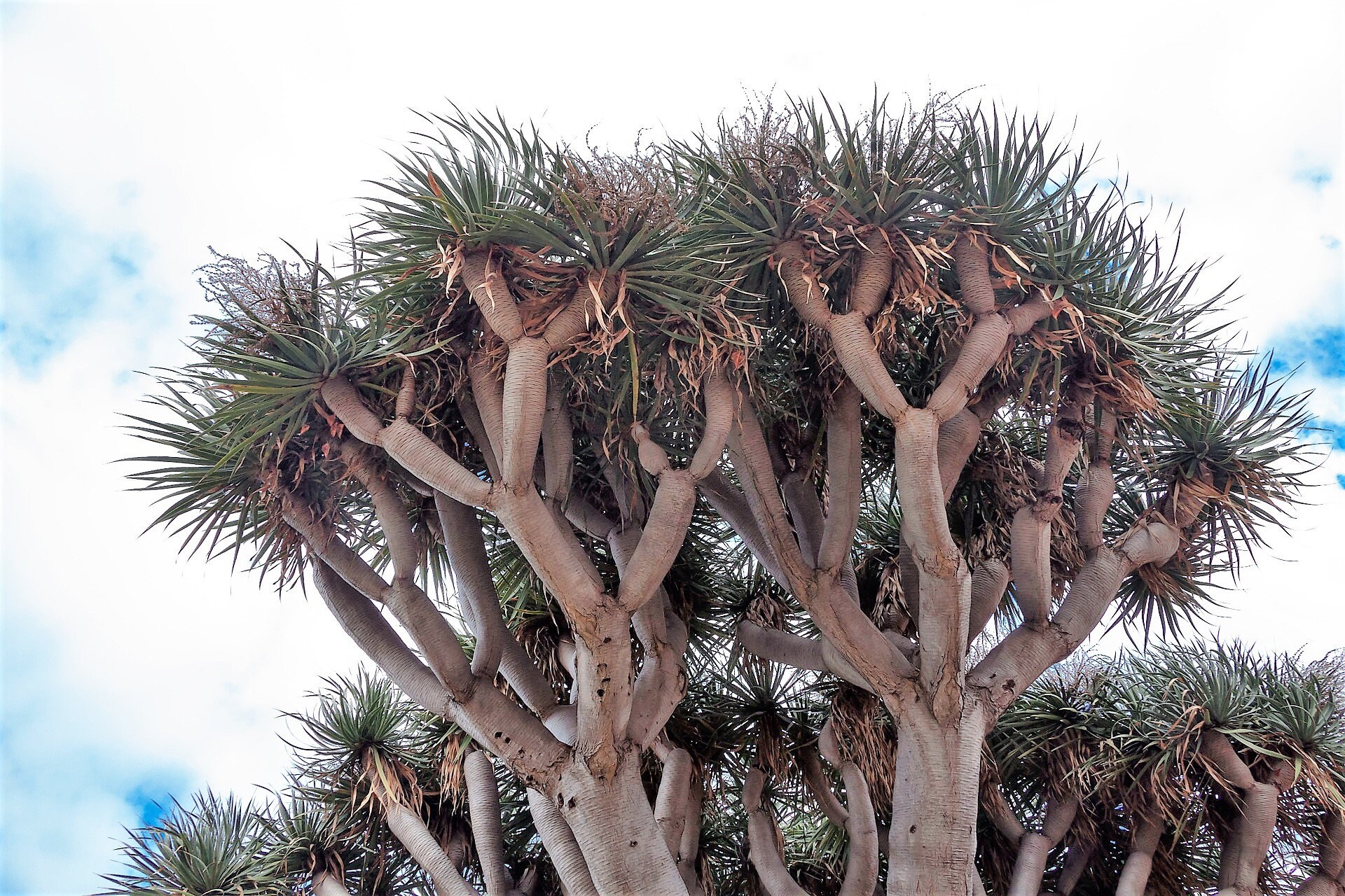 10 Dragon Tree Dracaena Draco Canary Island Drago Blood Asparagus Yucca Evergreen Succulent Houseplant Orange Berry White Flower Seeds Gift