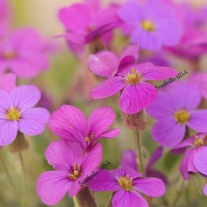 150 SPRING CHARM ROCKCRESS Rose Rock Cress Arabis Arendsii Flower Mix Seeds