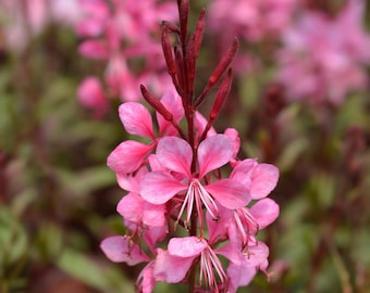 100 Pink GAURA WHIRLING BUTTERFLIES Gaura Biennis Flower Seeds